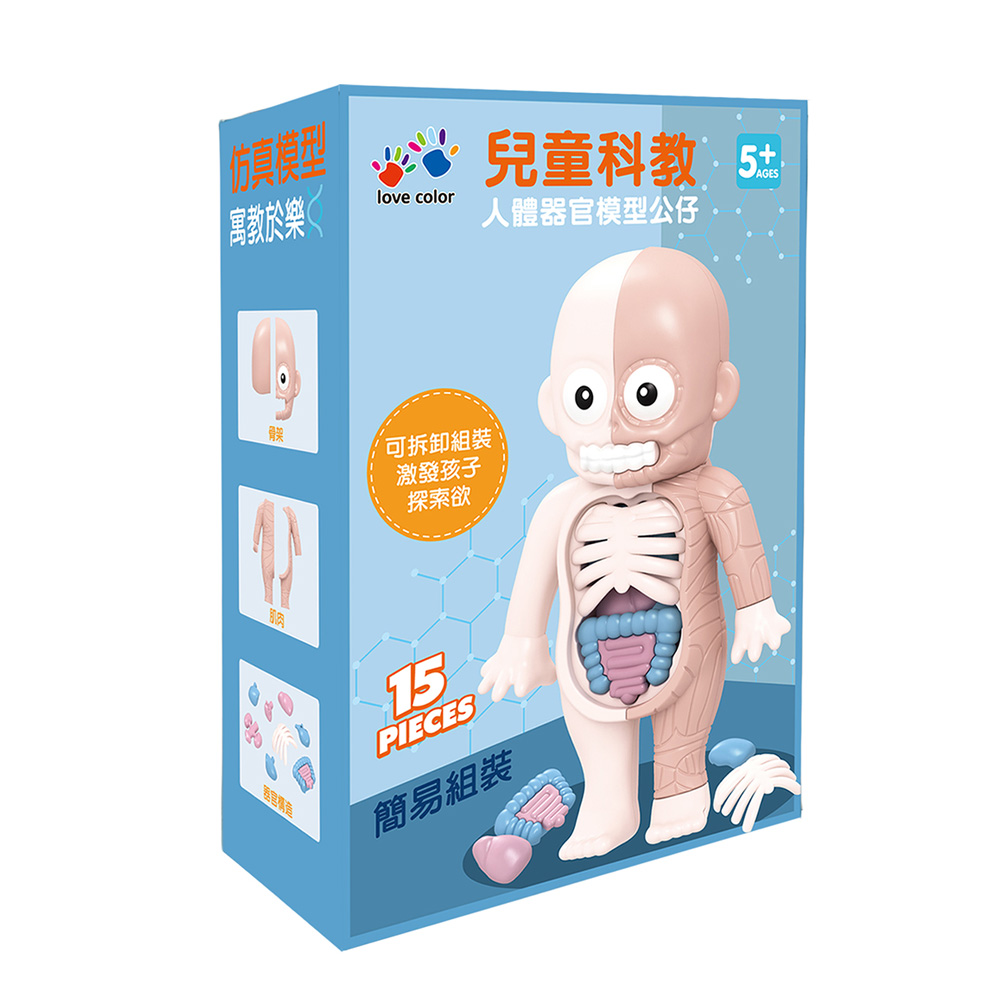 兒童科教人體器官模型公仔